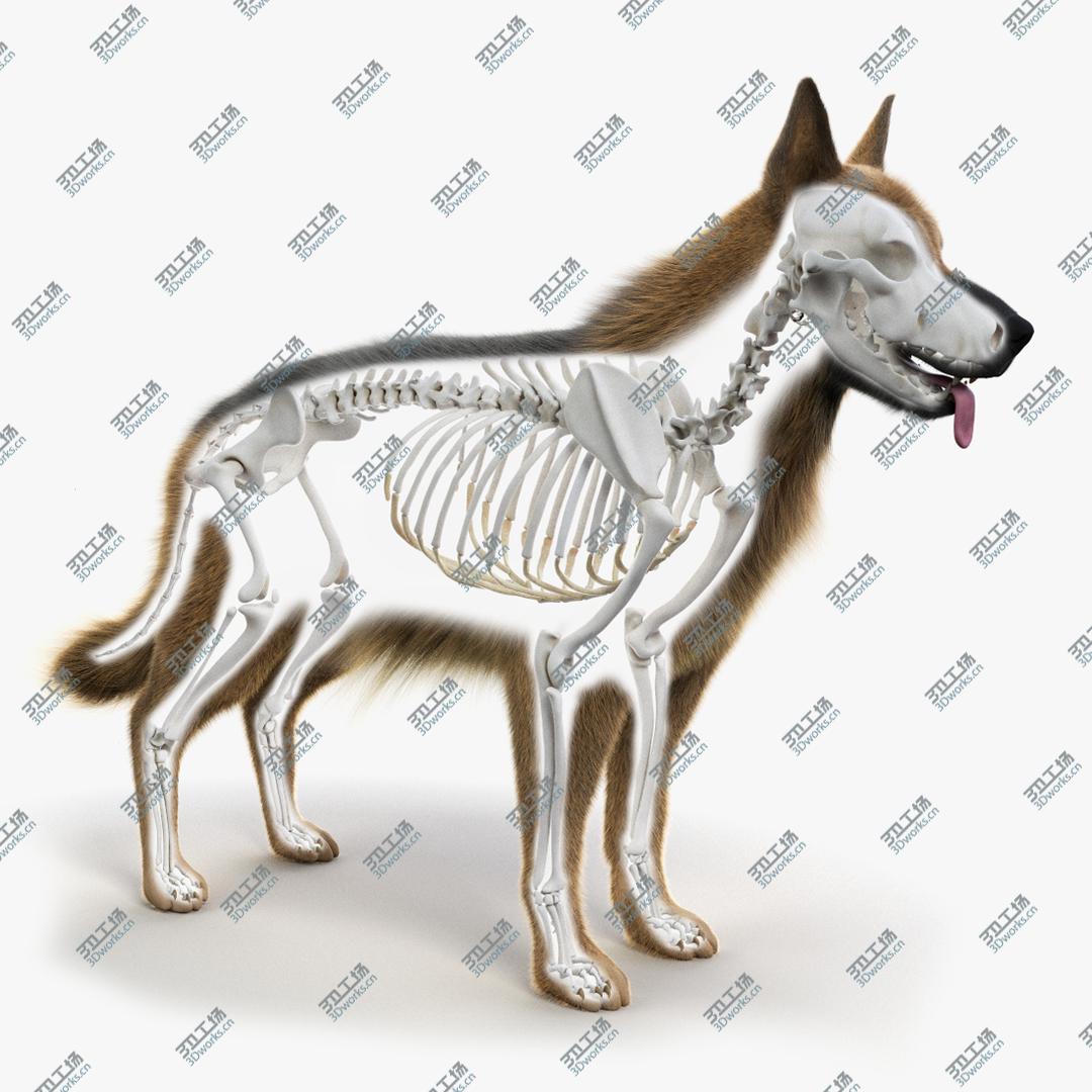 images/goods_img/202105071/Dog Skin And Skeleton Animated model/1.jpg